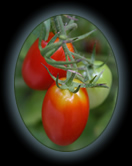 NC Web Designs